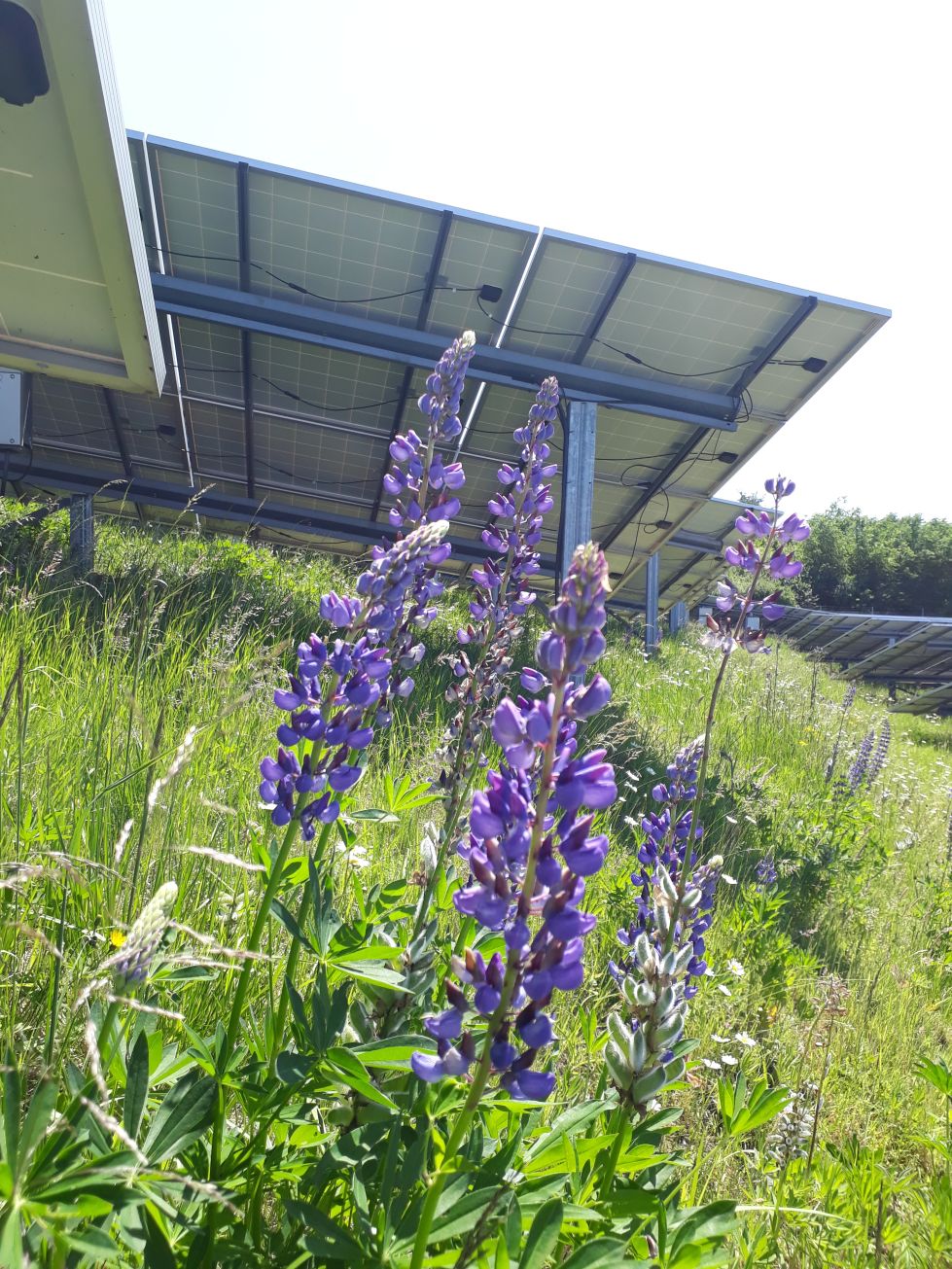 Lila Pflanze vor einem Solarpanel