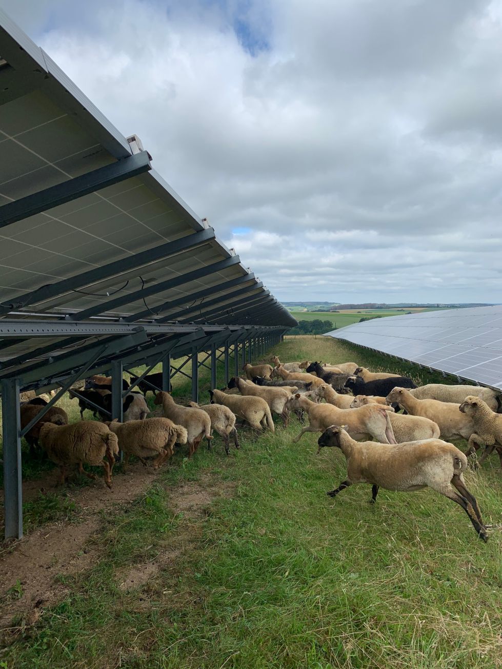 Schafe in einem Solarpark