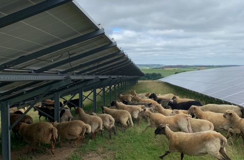 Schafe in einem Solarpark