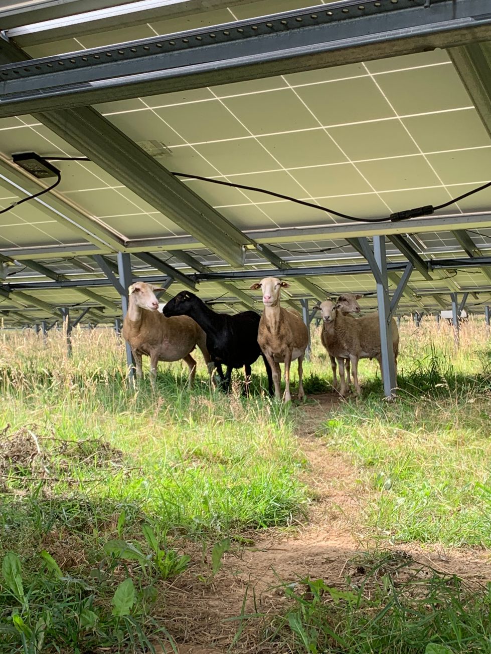 Schafe in einem Solarpark