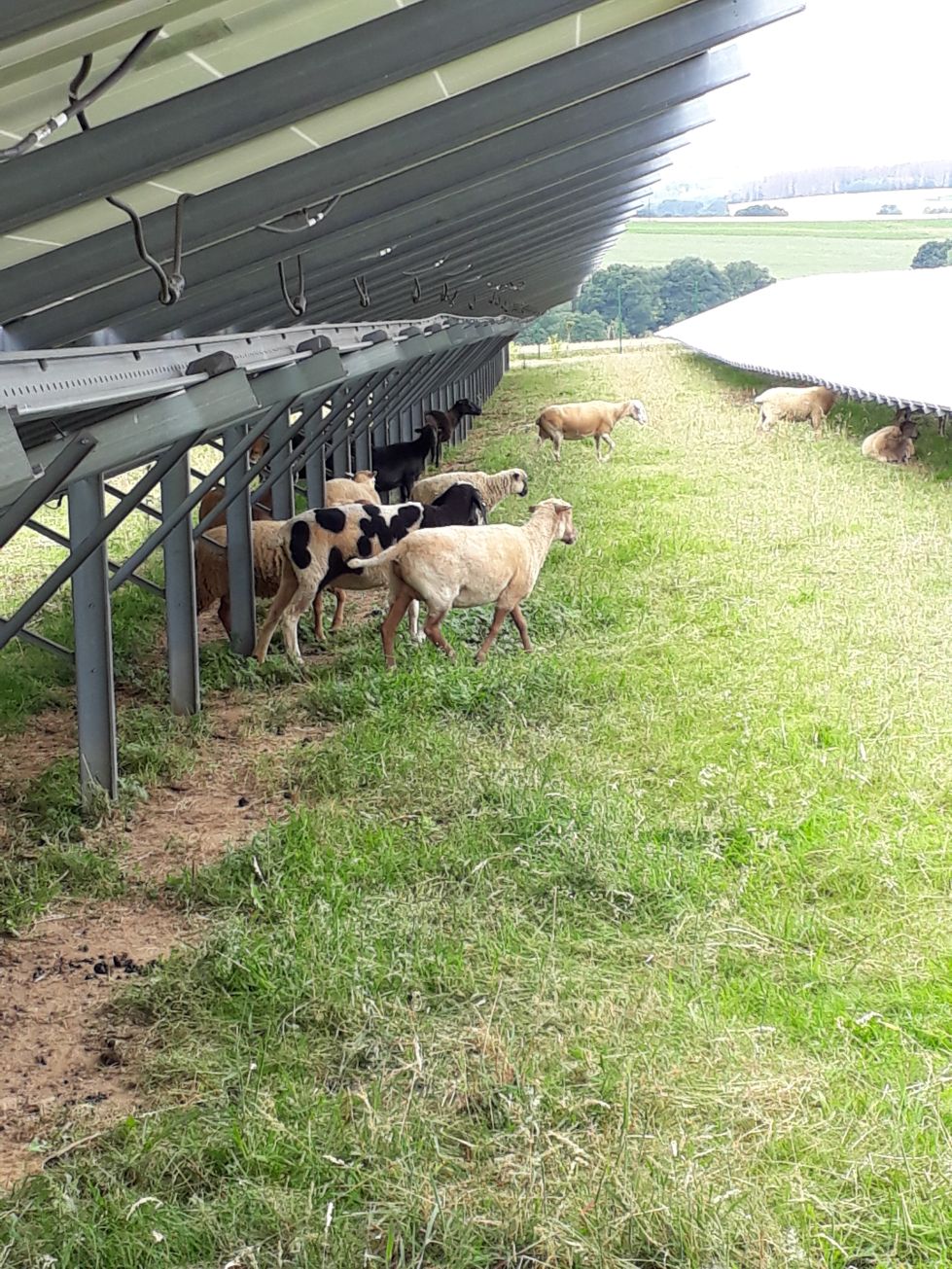 Schafe in einem Solarpark