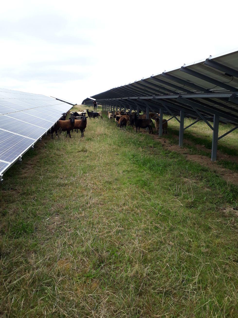 Schafe in einem Solarpark